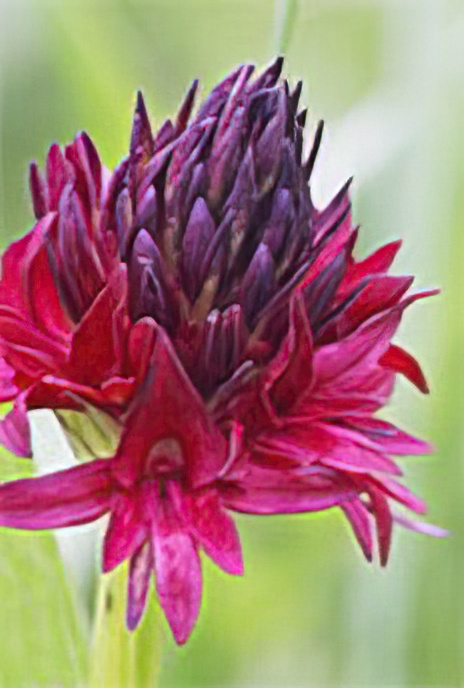 Black Vanilla Orchid
