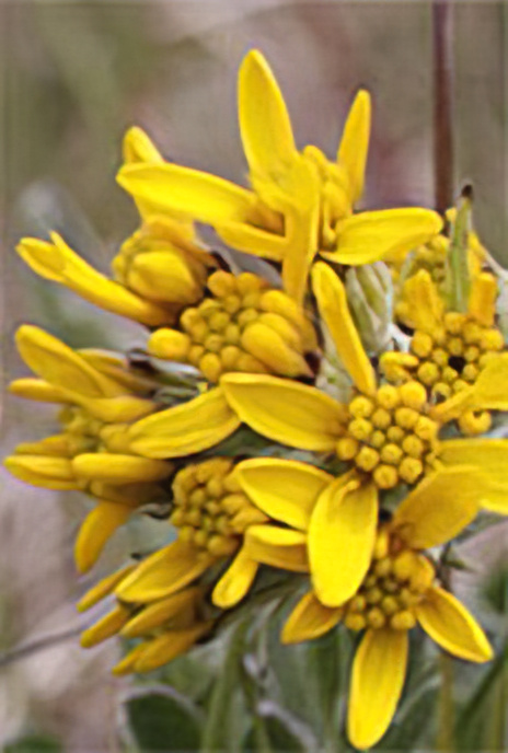 Grey Alpine Groundsel
