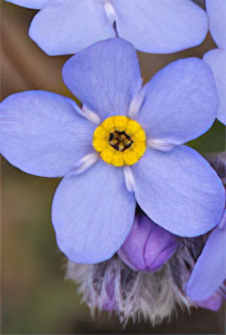 Alpine Forget-me-not