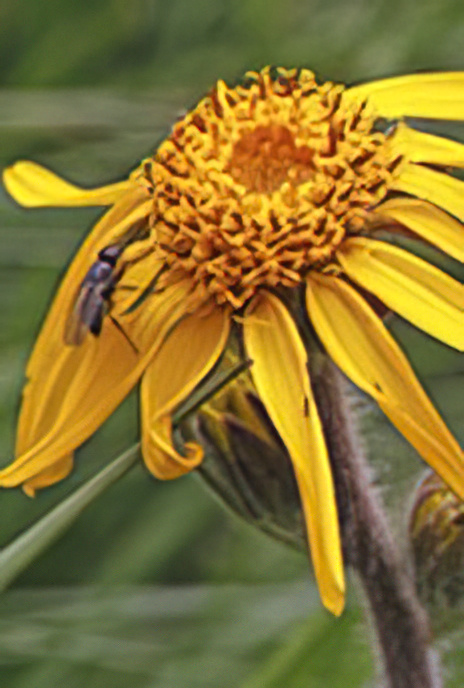 Arnica