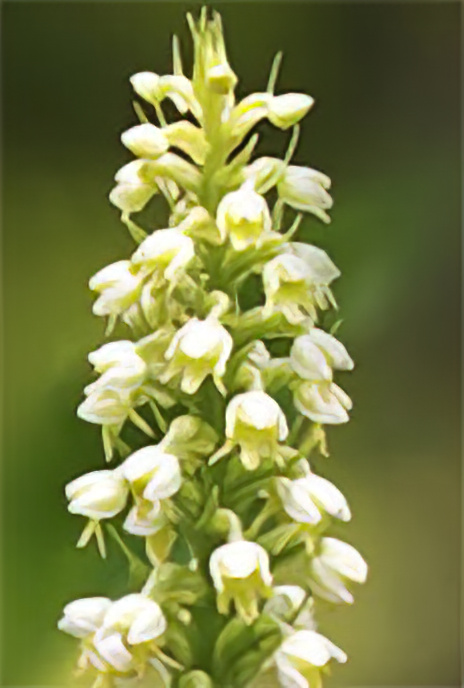 Small White Orchid