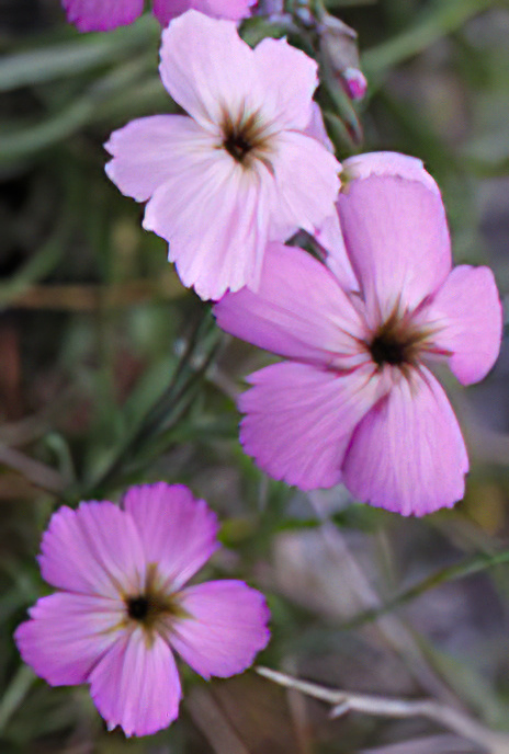Wood Pink