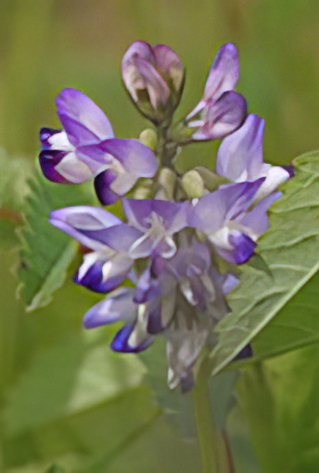 Alpine Milk-vetch