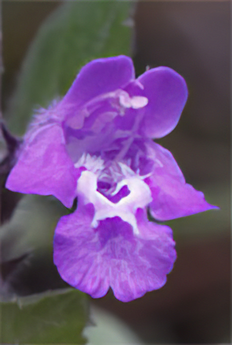 Alpine Calamint