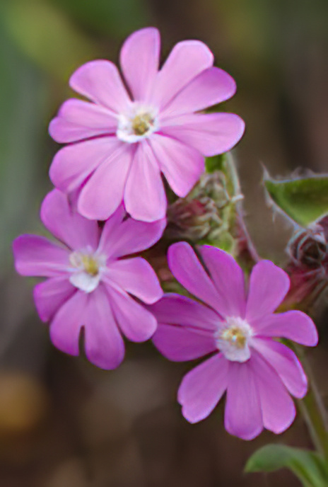 Red Campion