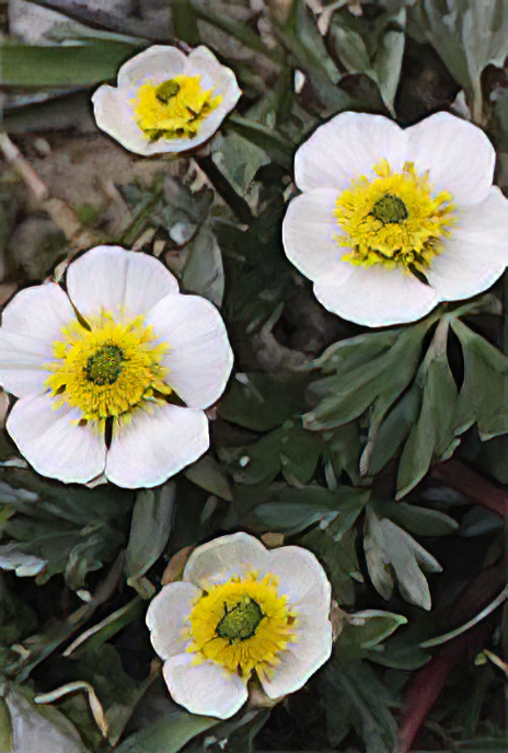 Glacier Crowfoot