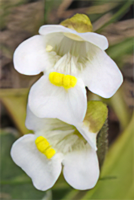 Alpine Butterwort