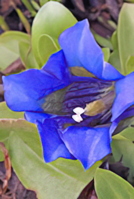 Trumpet Gentian