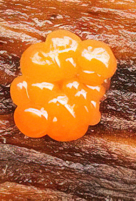 Common Jelly Spot Fungus