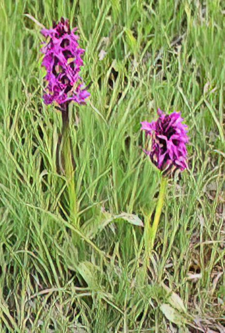 Broad-leaved Marsh Orchid