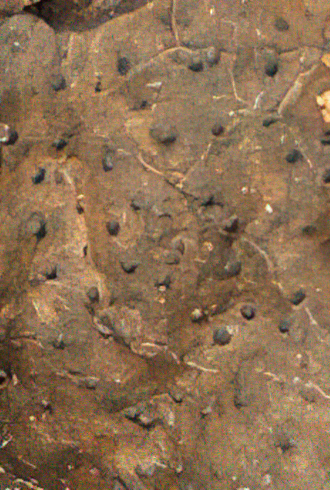 Brittle Cinder