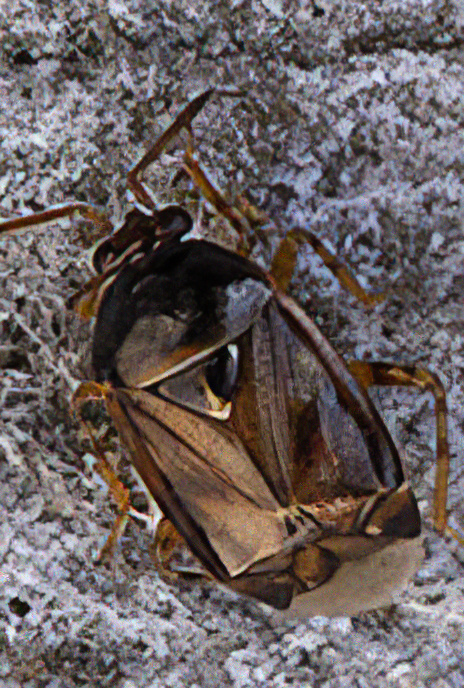 Oak Plant Bug