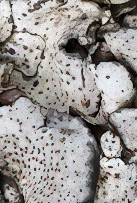 Dermatocarpon miniatum
