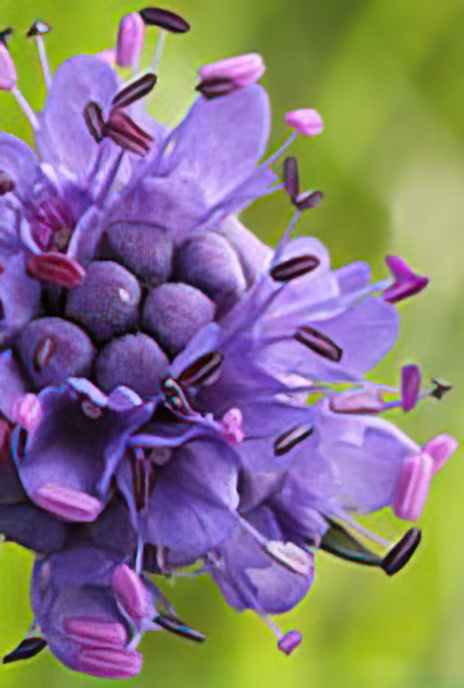 Devil’s-bit Scabious