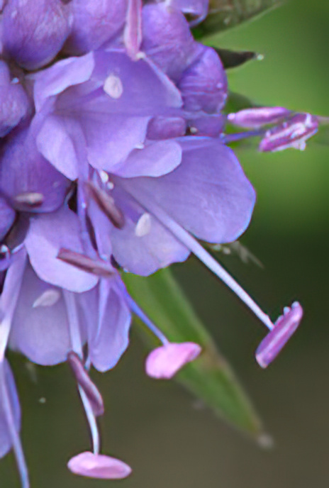Devil’s-bit Scabious