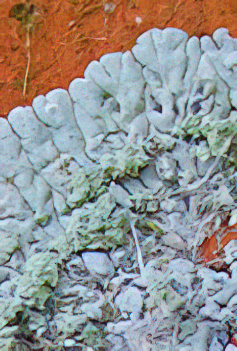 Diploicia canescens