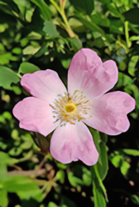 Dog Rose
