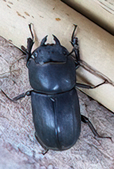 Lesser Stag Beetle
