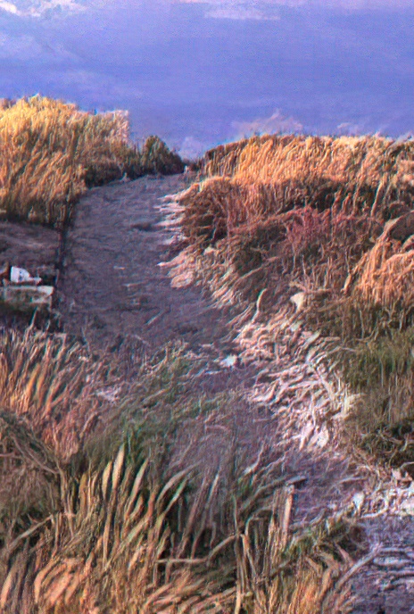 UK – Dorset – Studland Heath