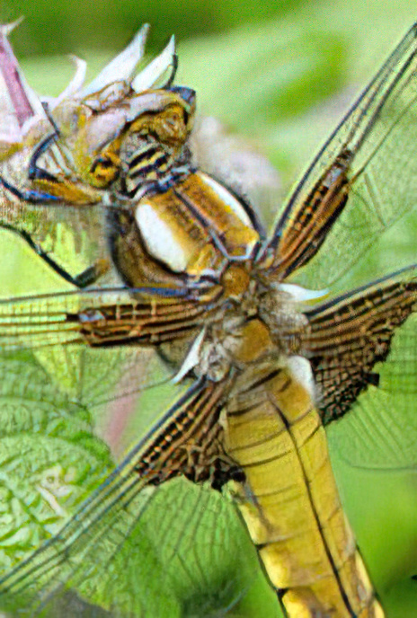 Broad-bodied Chaser