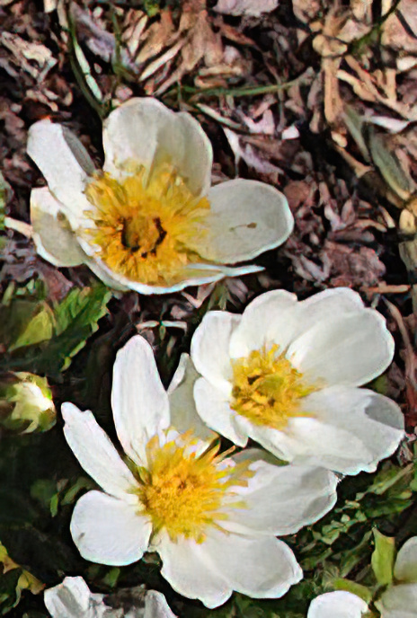 Mountain Avens