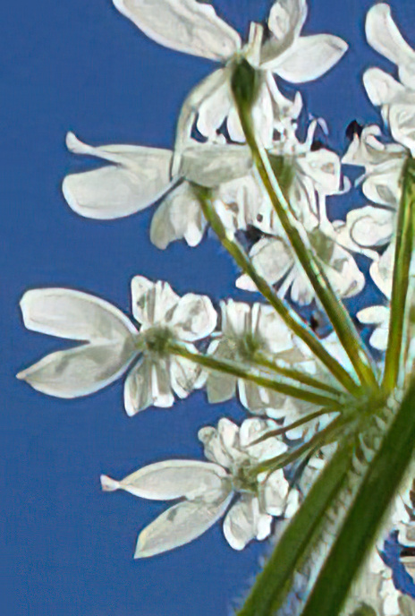 Hogweed or Cow Parsnip