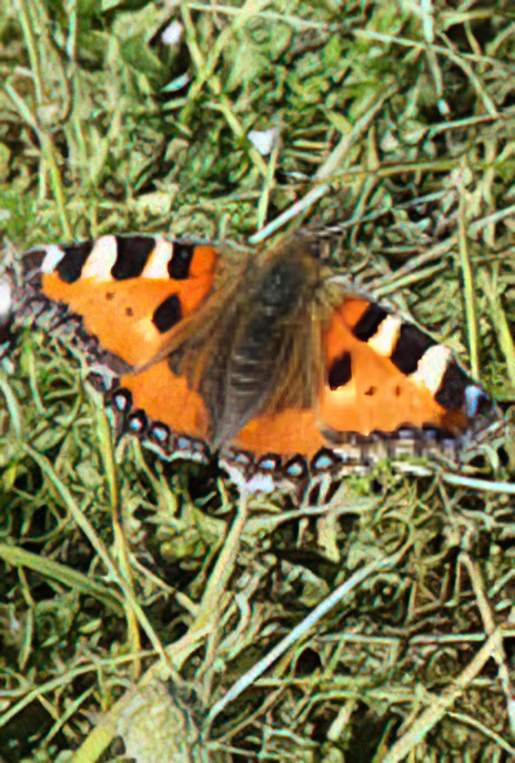 Small Tortoiseshell