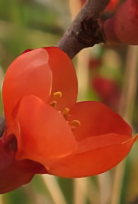 Dwarf Quince