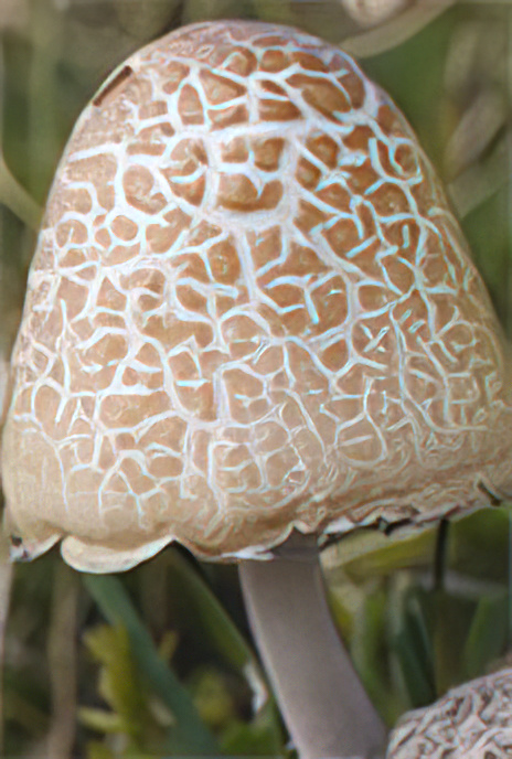 Egghead Mottlegill