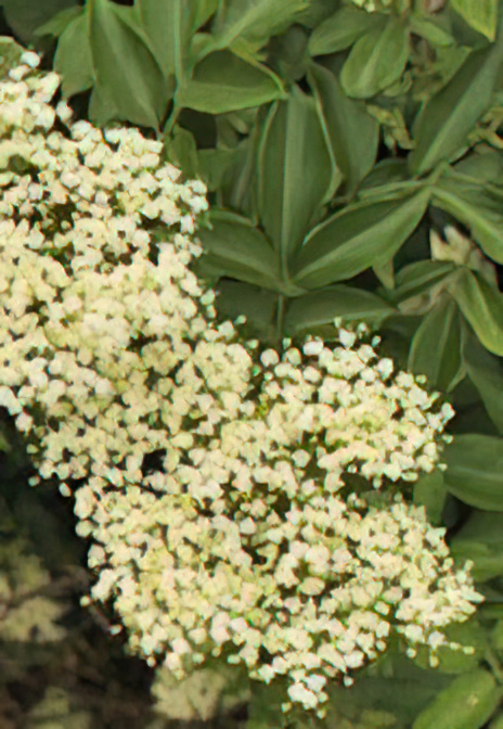 Elderberry