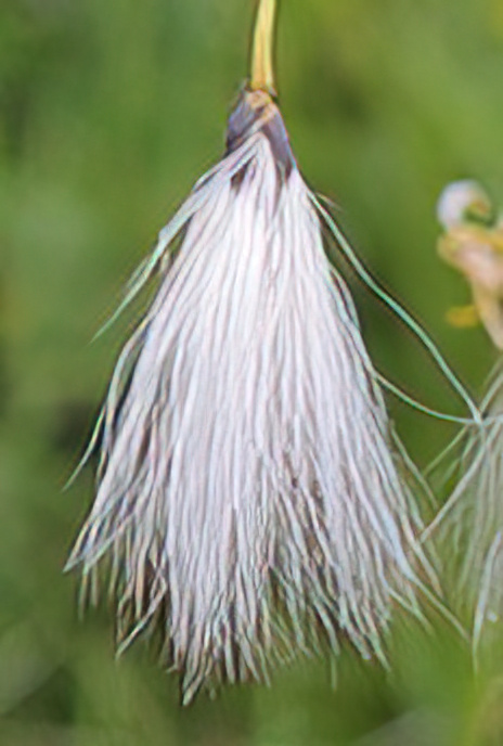 Broad-leaved Cotton Grass