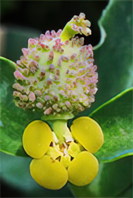 Irish Spurge