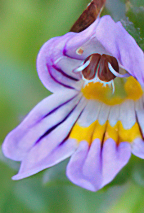 Eyebright