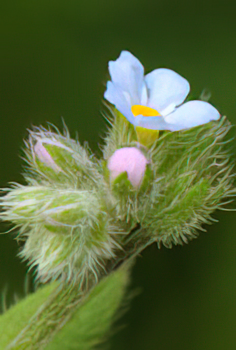 Field Forget-me-not