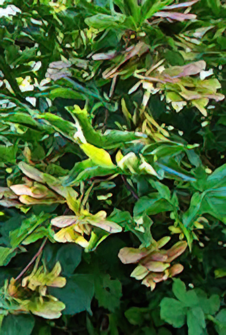 Field Maple