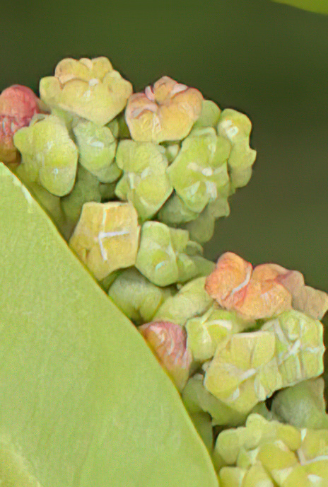 Fig-leaved Goosefoot
