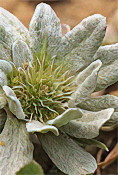 Dwarf Edelweiss