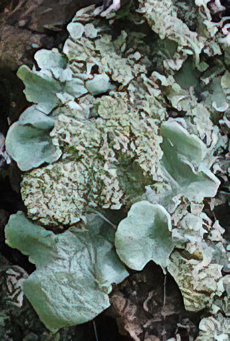 Flavoparmelia caperata