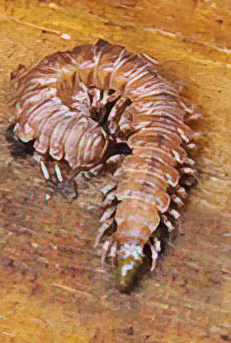Flat-backed Millipede