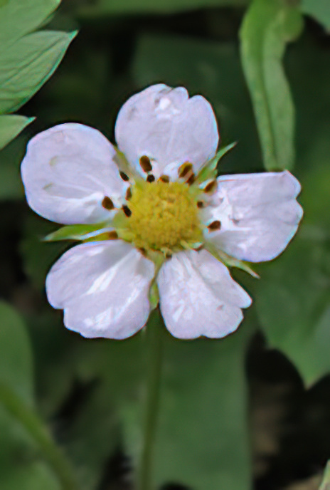 Wild Strawberry