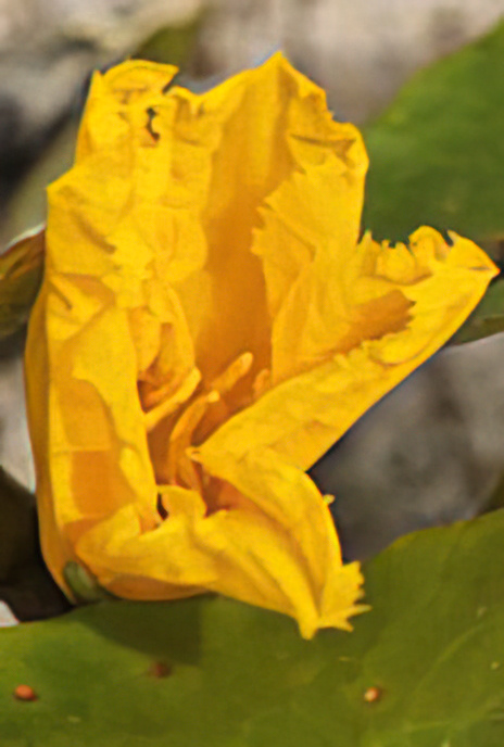 Fringed Water-lily
