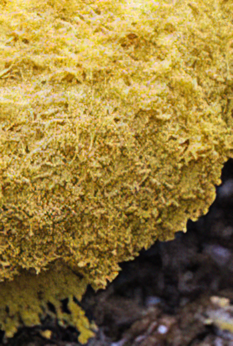 Dog Vomit