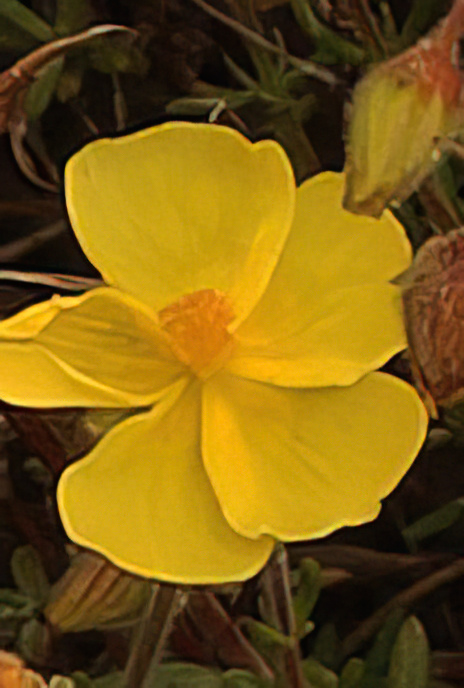 Thyme Rock Rose