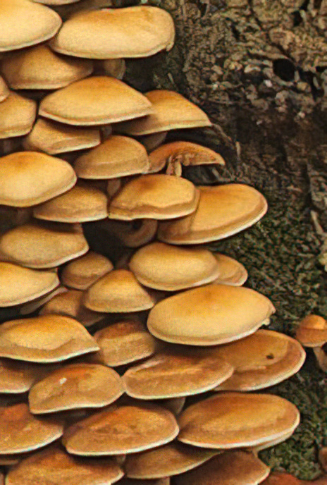 Sheathed Woodtuft