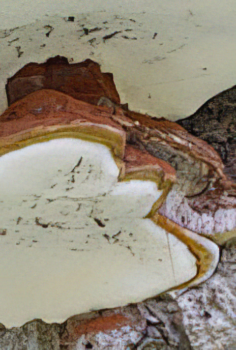 Artists’ Fungus