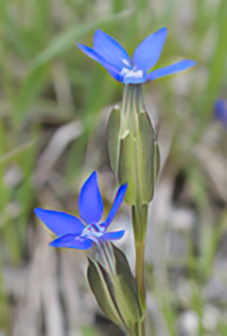Bladder Gentian