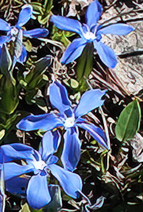 Spring Gentian