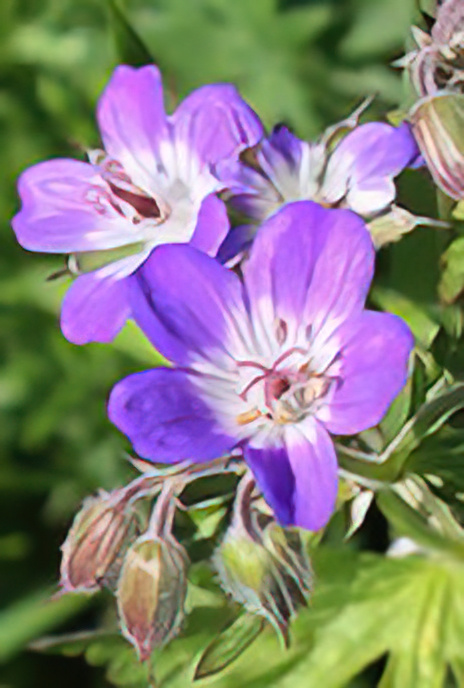 Meadow Cranesbill