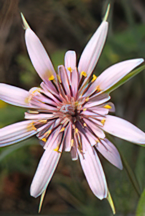 Common Salsify