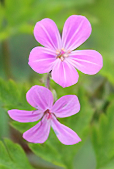 Herb Robert